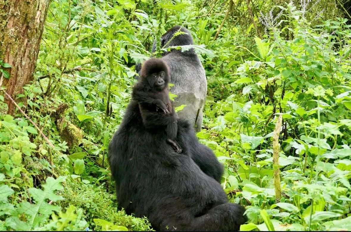 Rwanda Gorilla Trekking - Volcanoes National Park