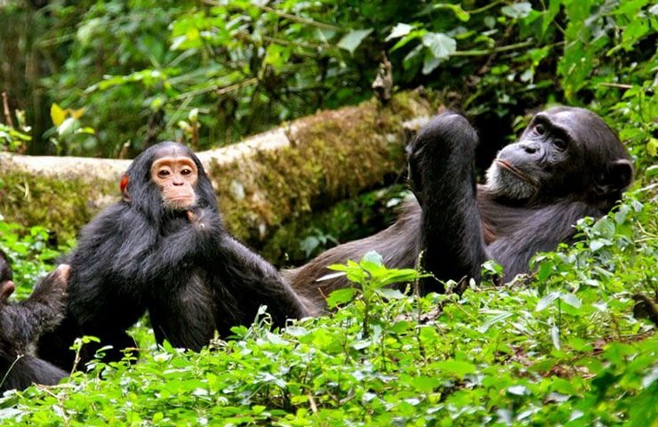 Golden Monkey Trekking - Volcanoes National Park